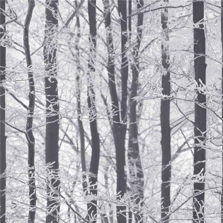 ARTHOUSE Arthouse 670200 Frosted Wood Wallpaper; Silver 670200